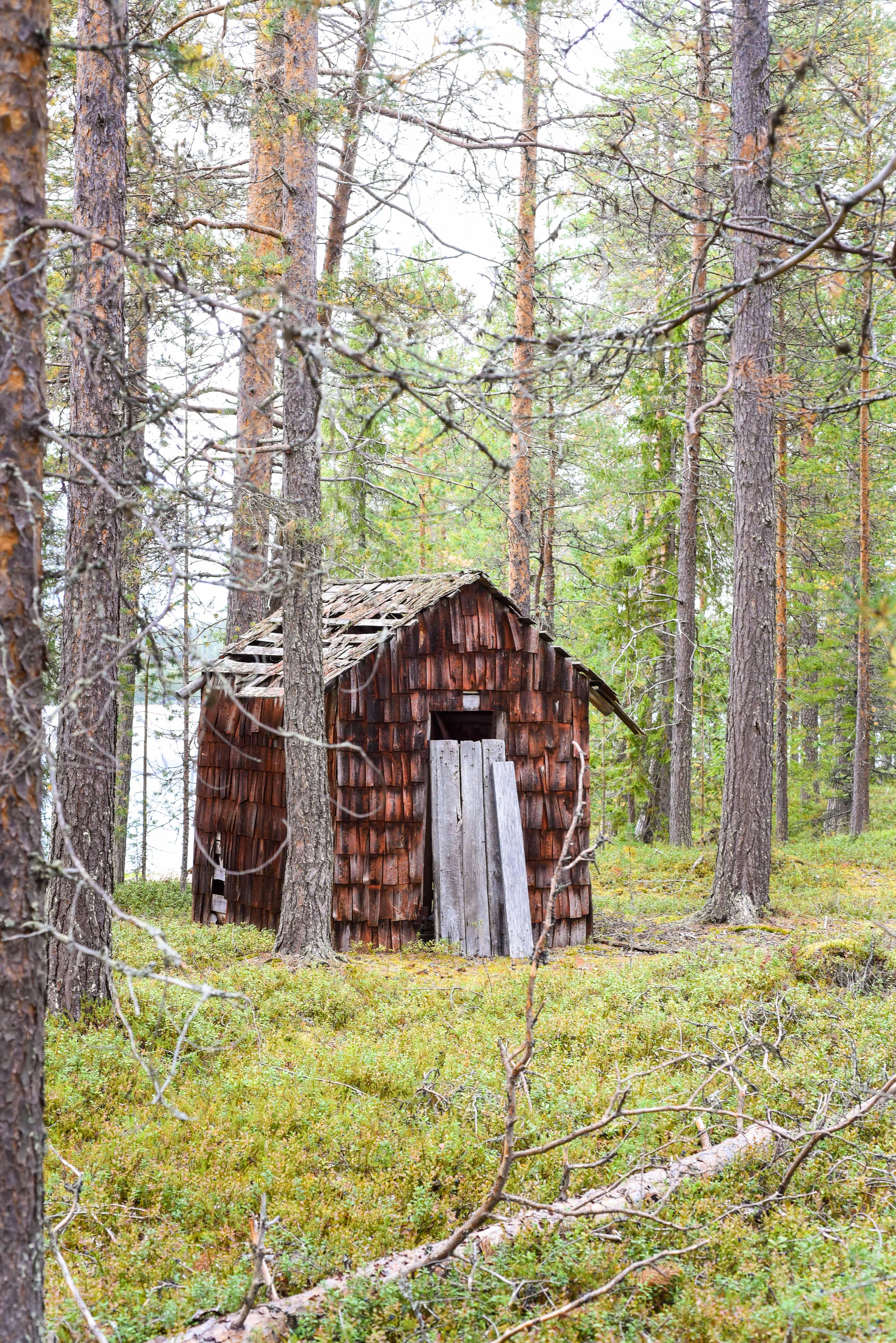Forêt Finlande
